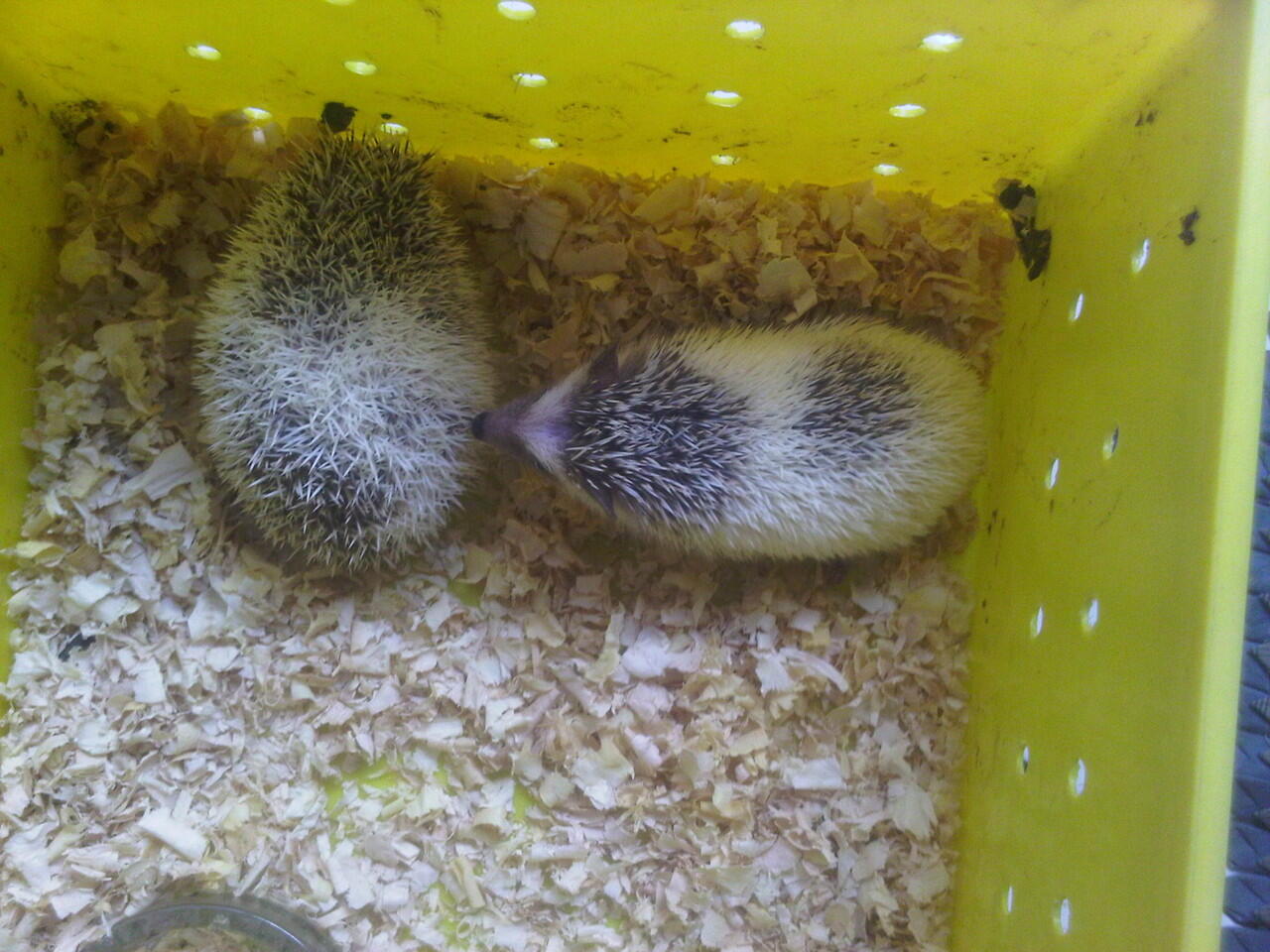 Paketan landak mini tobiano,high pinto,dll