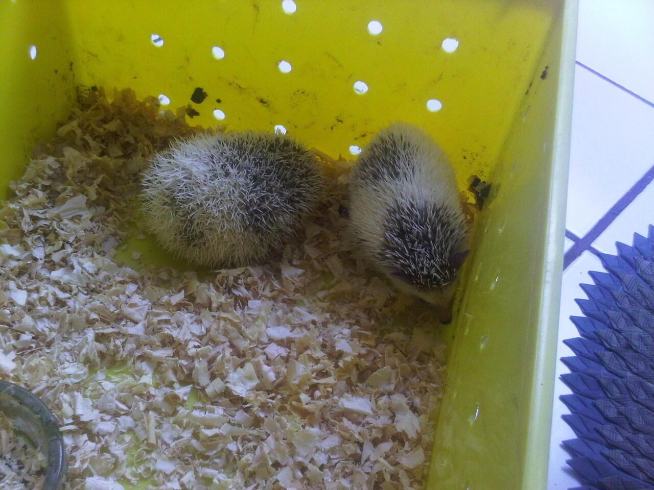 Paketan landak mini tobiano,high pinto,dll