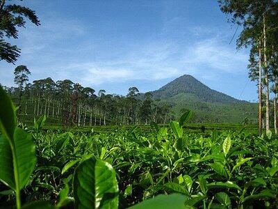 Agrowisata Pagilaran, Batang