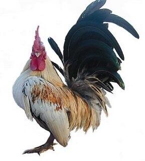 Ayam atau Telur, Mana yang Lebih Dulu?
