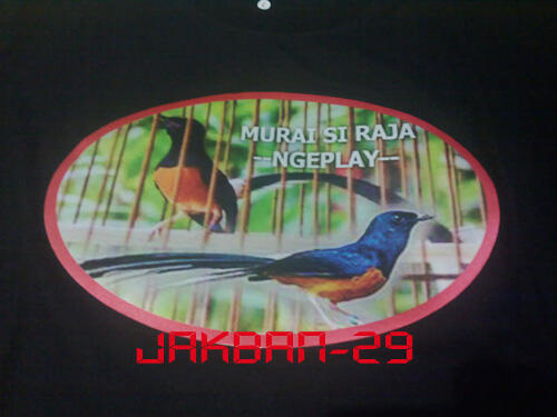 kaos burung murai batu --MB28--