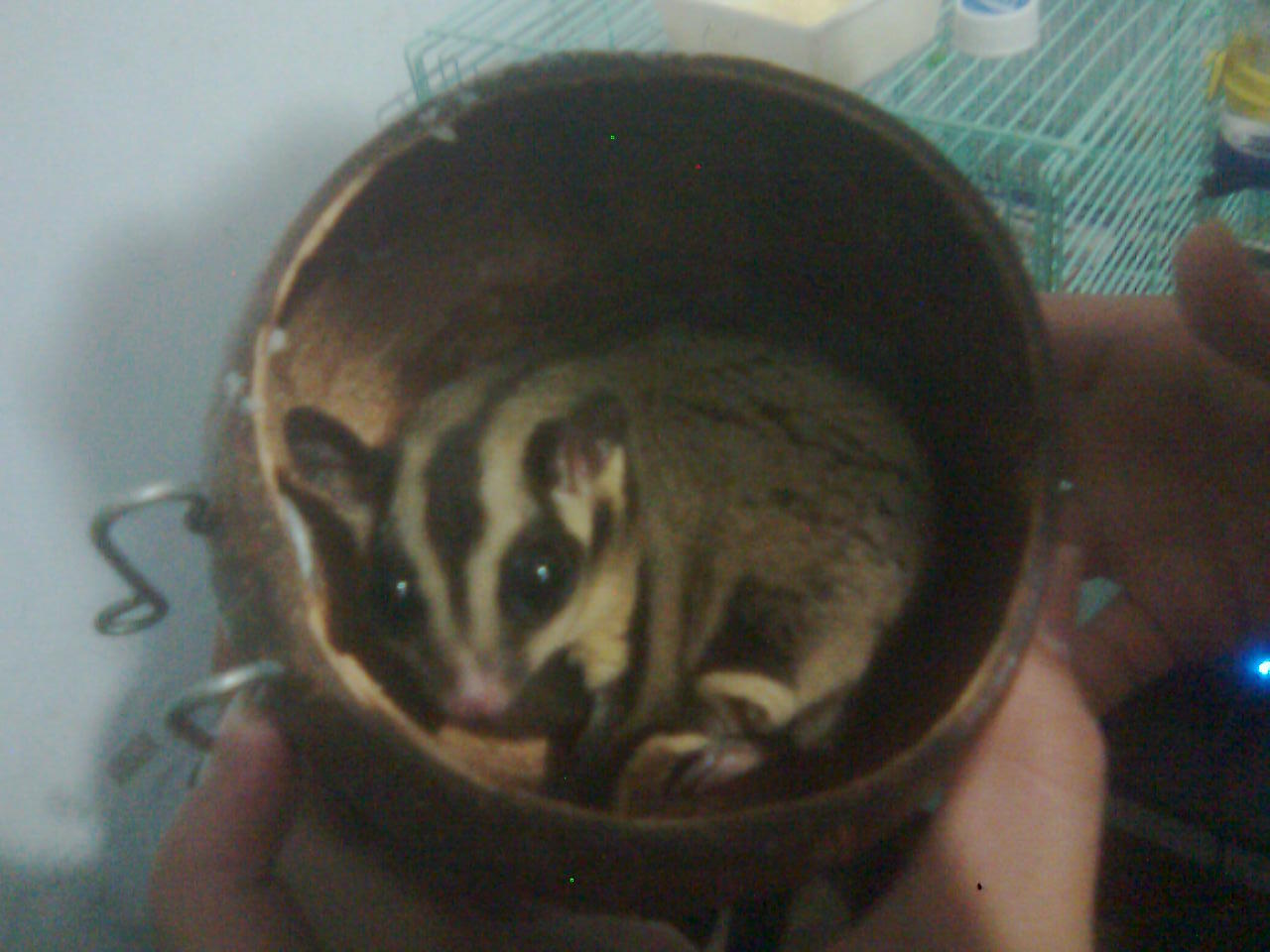 Jual Cepat, sugar glider sepasang..