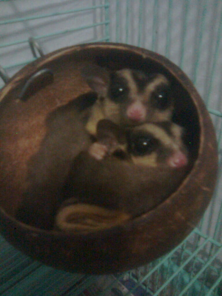 Jual Cepat, sugar glider sepasang..