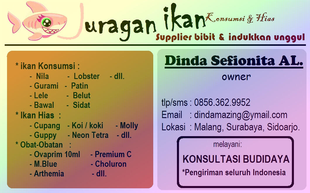 terjual jual cupang halfmoon serit marble klakat terjual jual cupang halfmoon serit marble klakat