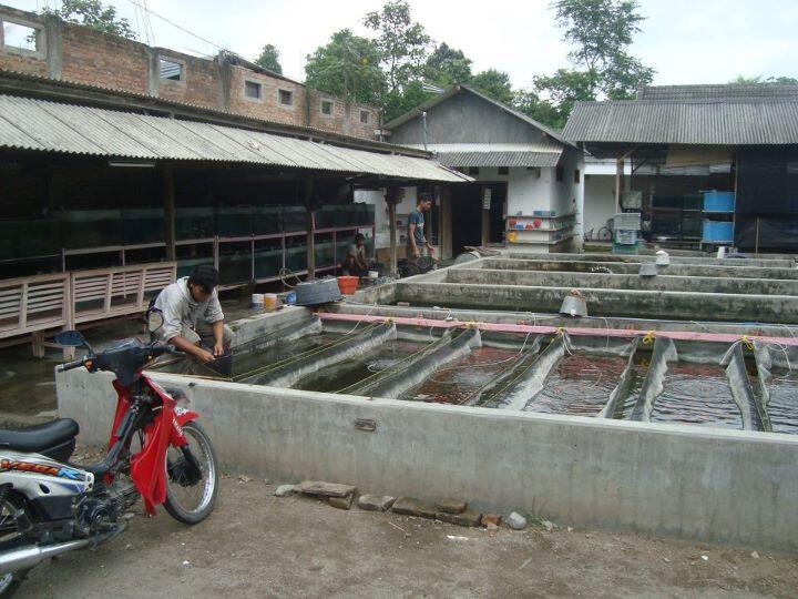 JUAL BIBIT INDUK NILA , BAWAL , GURAME , TOMBRO , LELE, LOBSTER DLL SURABAYA MALANG