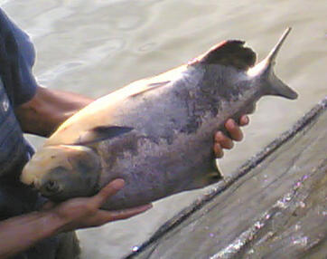 JUAL BIBIT INDUK NILA , BAWAL , GURAME , TOMBRO , LELE, LOBSTER DLL SURABAYA MALANG