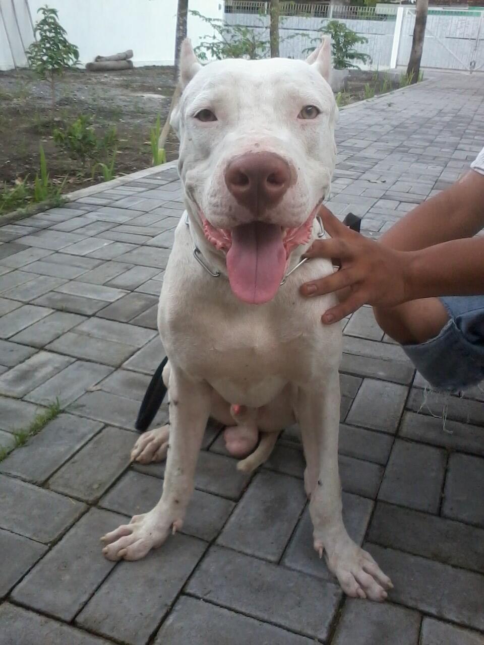 pitbull putih