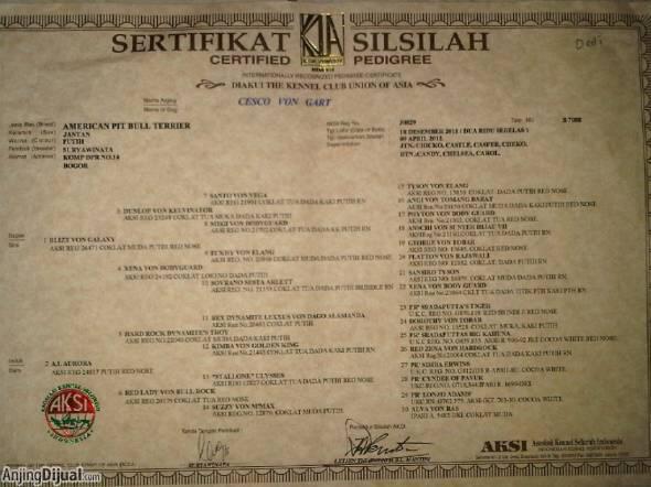 pitbull putih