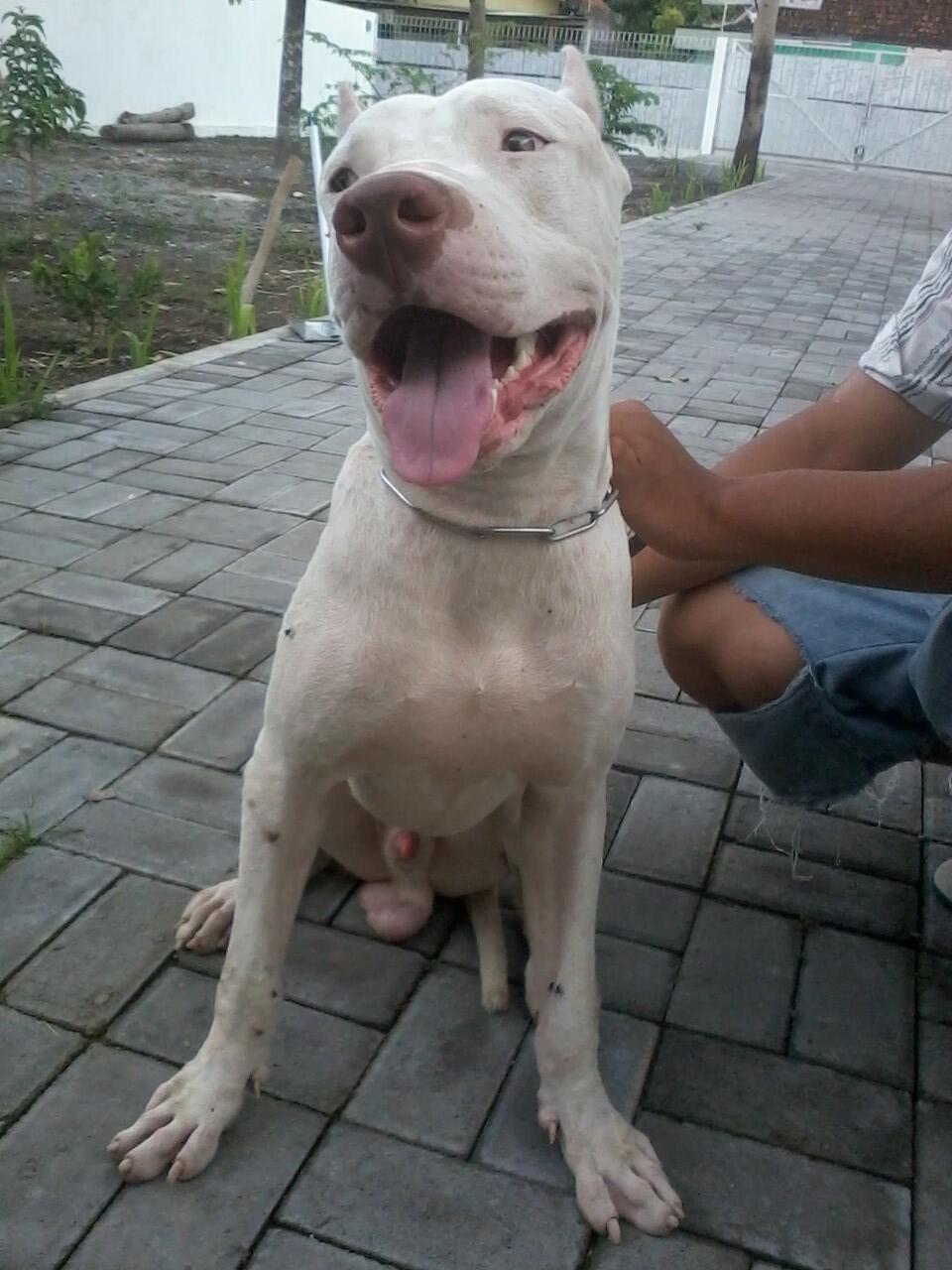 pitbull putih