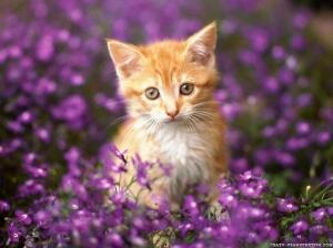 Alasan Mengapa Mata Kucing Menyala Dalam Gelap