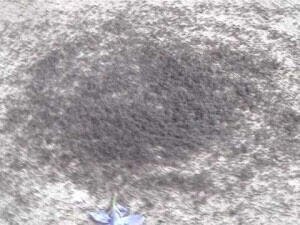 Ants Circle of Death, fenomena semut bunuh diri massal 