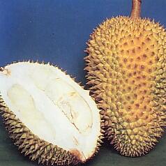 beberapa jenis Durian di Indonesia