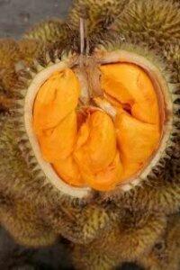 beberapa jenis Durian di Indonesia