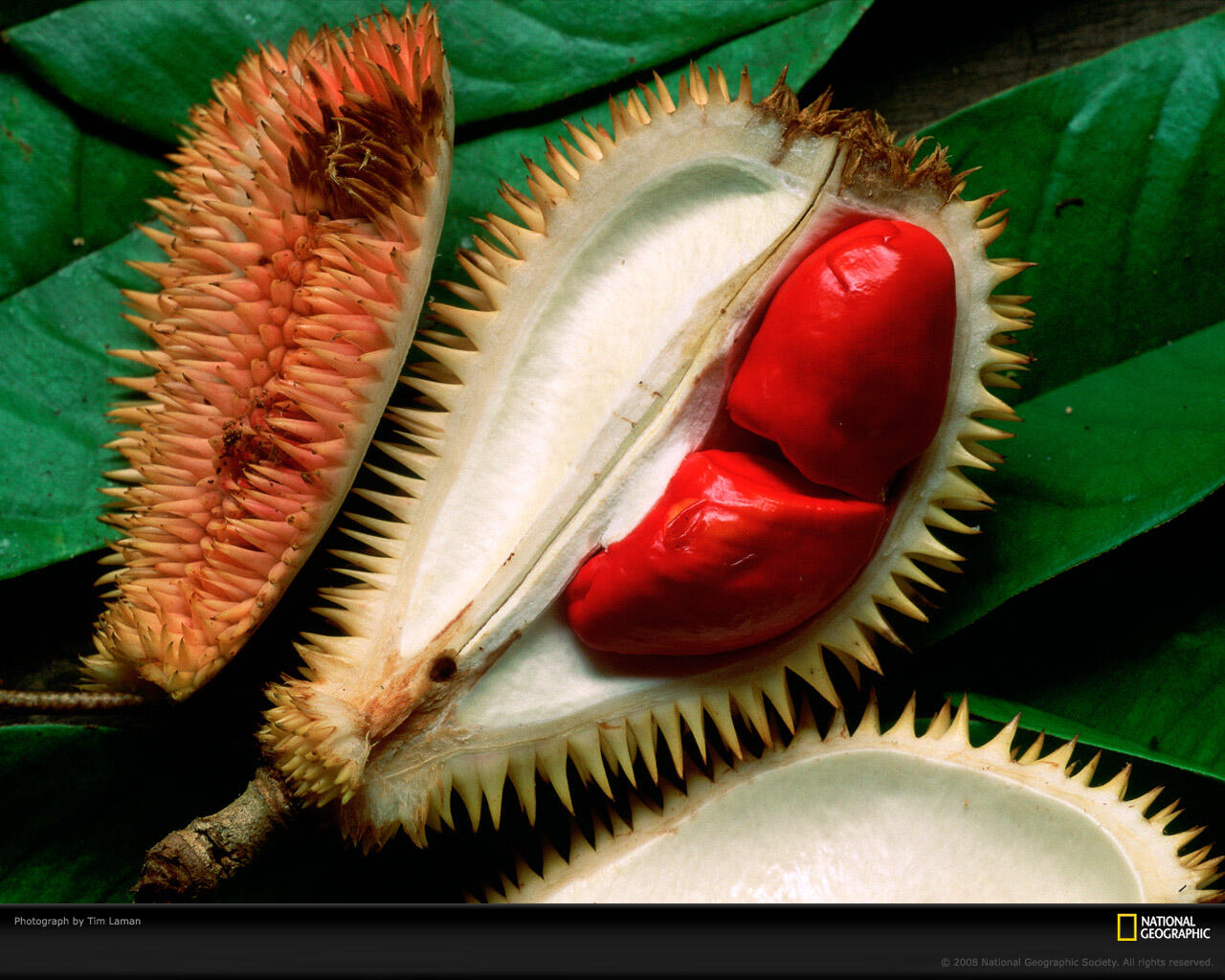 beberapa jenis Durian di Indonesia