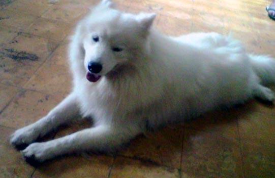 Jual anakan Anjing Samoyed Champion