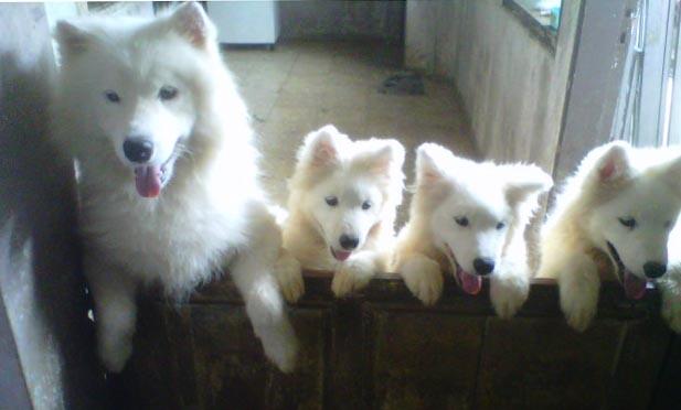 Jual anakan Anjing Samoyed Champion