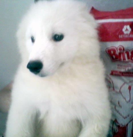 Jual anakan Anjing Samoyed Champion