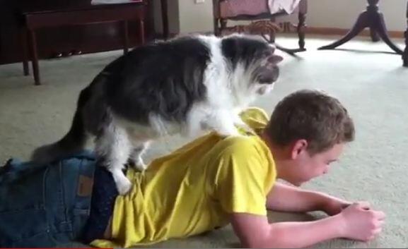 8 Alasan untuk Percaya Bahwa Kucing anda Ingin Membunuh Anda