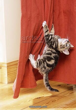 8 Alasan untuk Percaya Bahwa Kucing anda Ingin Membunuh Anda