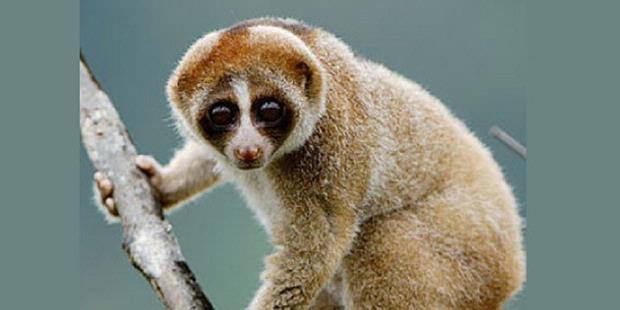&#91;Fauna&#93; Primata Beracun Baru Ditemukan di Kalimantan