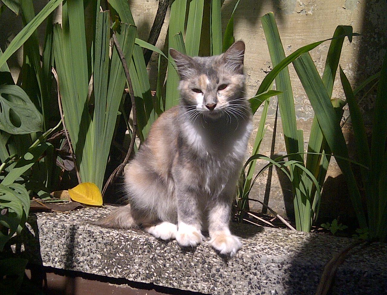 Dijual Kucing Anggora 1 tahun BANDUNG banyak bonus++