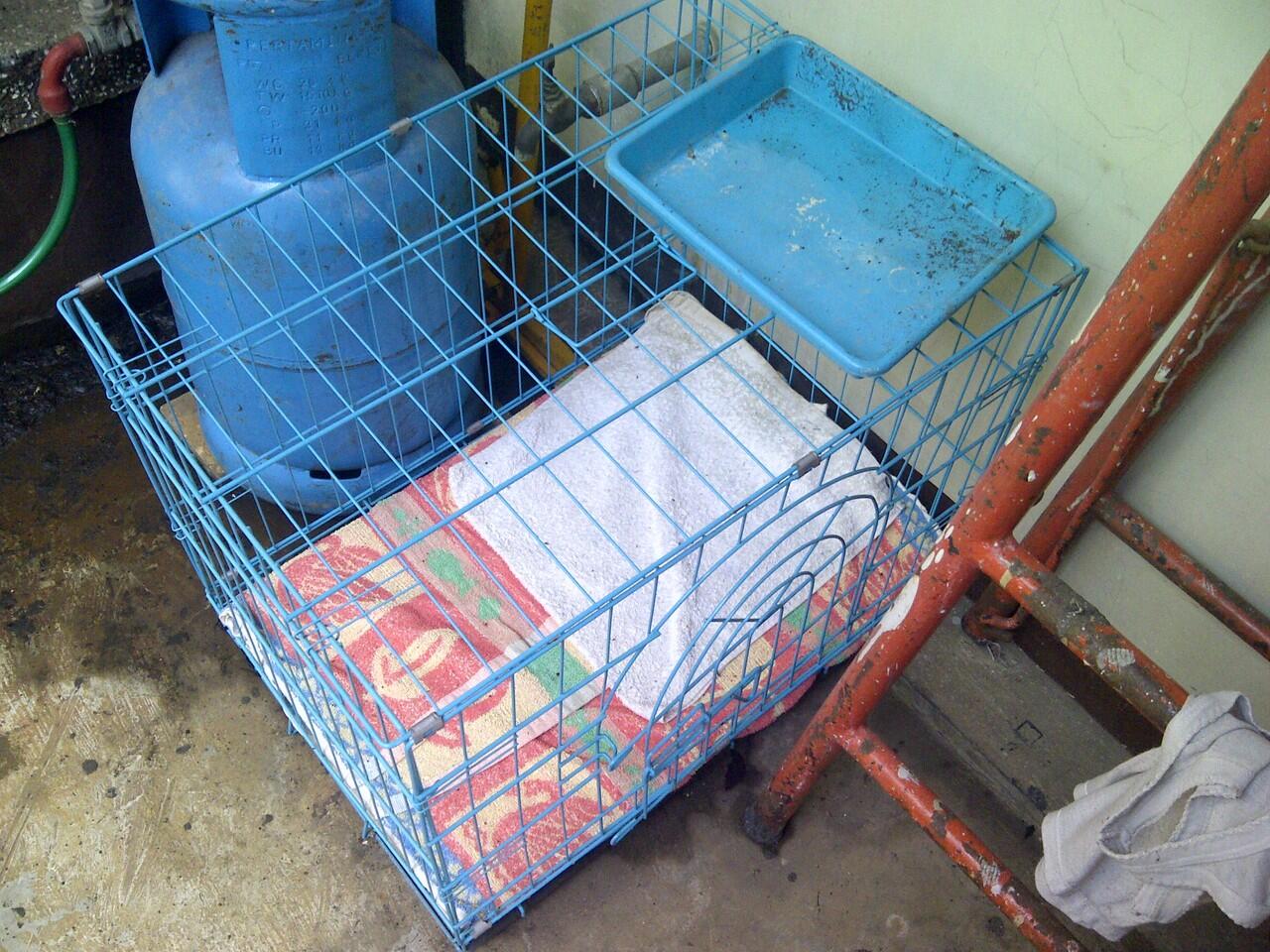 Dijual Kucing Anggora 1 tahun BANDUNG banyak bonus++
