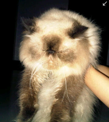 jasa pemacakan ( pacak ) kucing yogyakarta ( jogja )