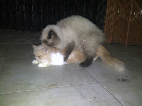 jasa pemacakan ( pacak ) kucing yogyakarta ( jogja )