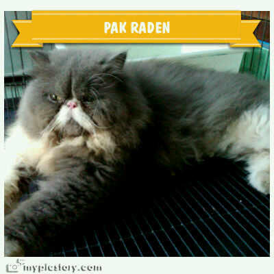 jasa pemacakan ( pacak ) kucing yogyakarta ( jogja )