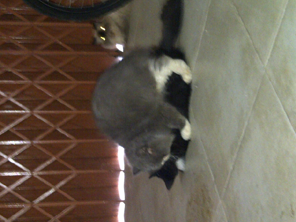 jasa pemacakan ( pacak ) kucing yogyakarta ( jogja )