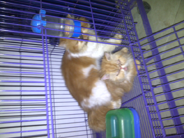 jasa pemacakan ( pacak ) kucing yogyakarta ( jogja )