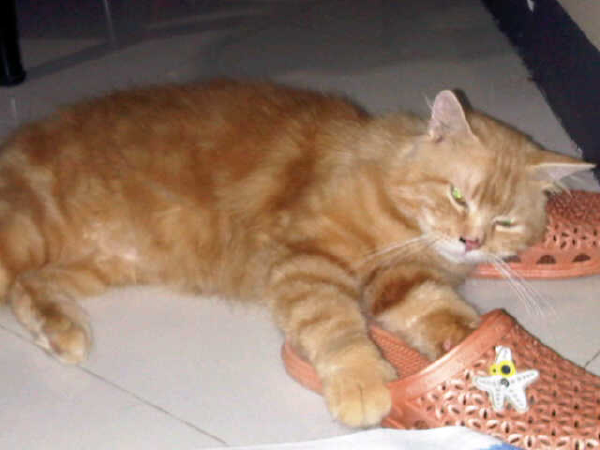jasa pemacakan ( pacak ) kucing yogyakarta ( jogja )