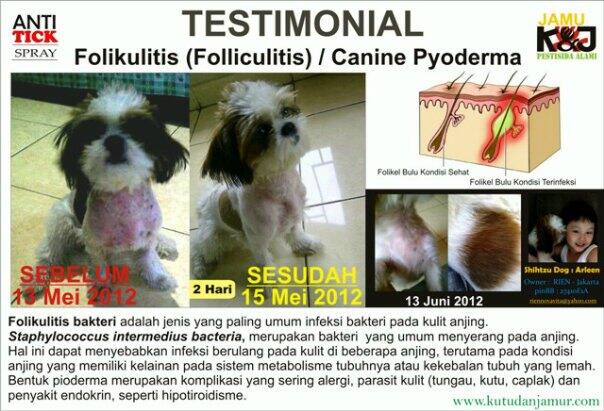 obat kutu dan jamur