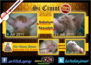 obat kutu dan jamur
