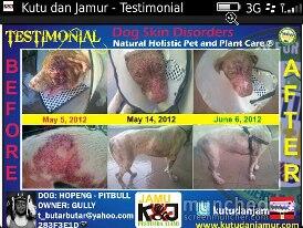 obat kutu dan jamur