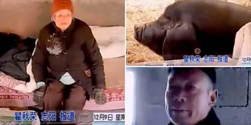 Durhaka, Pria China Ini Biarkan Ibunya Tinggal di Kandang Babi