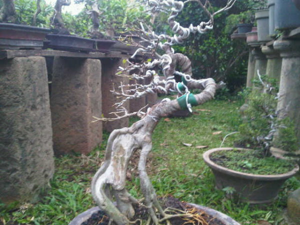 Balasan Dari All About Bonsai Kaskus