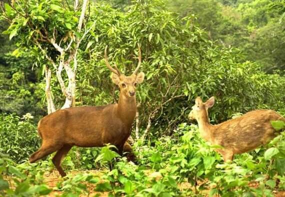 &#91;PULAU BAWEAN&#93; : POTENSI WISATA TERSEBUNYI DI INDONESIA