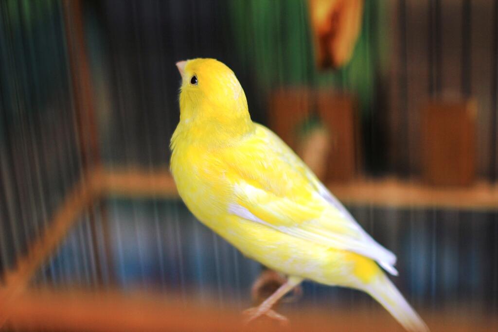 Terjual Cod Jakarta Jual Kenari Gacor Kualitas Ada Sertifikat