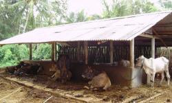 Membersihkan Lantai dengan Kotoran Sapi, Kok Bisa?