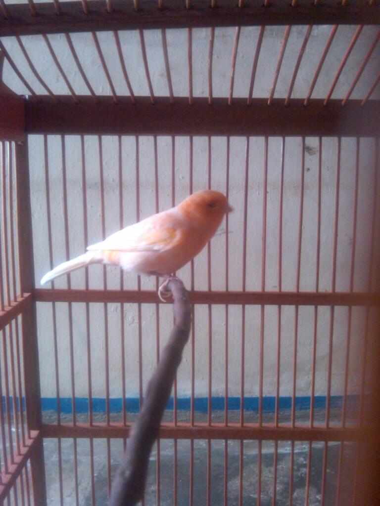 Terjual Kenari Bandung Kaskus