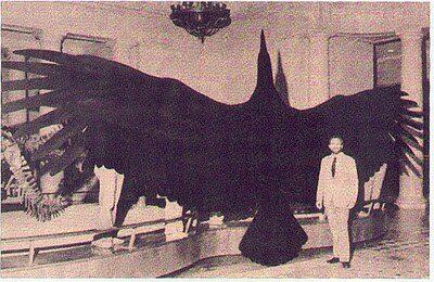 Magnificens Argentavis
