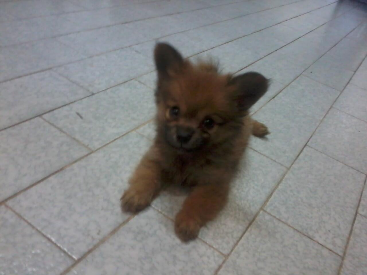 &#91;ask&#93;Jenis Puppy ane