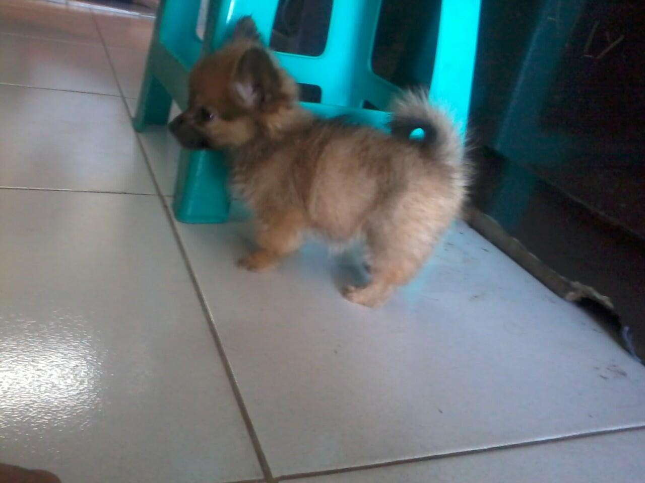 &#91;ask&#93;Jenis Puppy ane