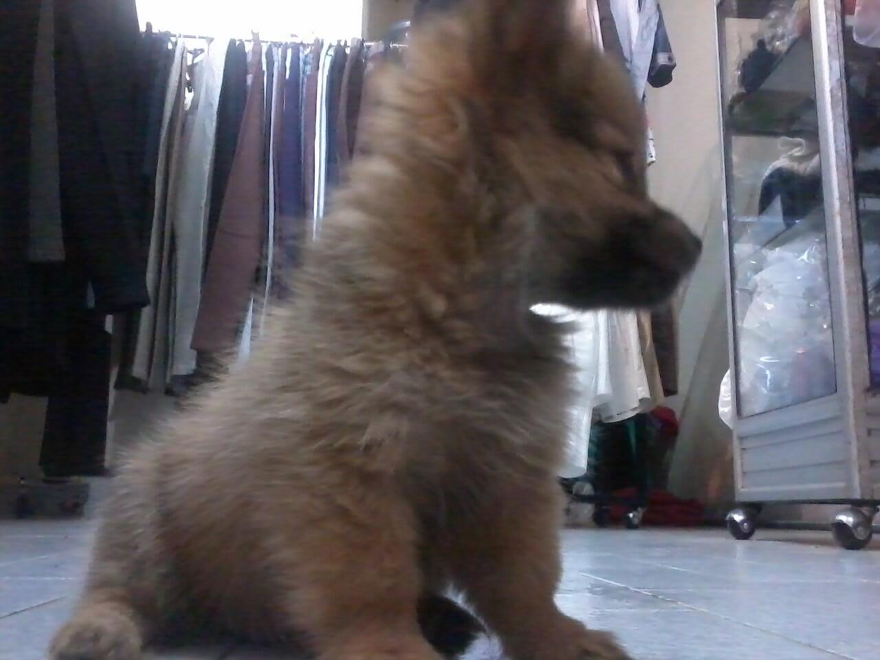 &#91;ask&#93;Jenis Puppy ane