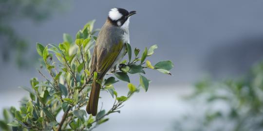 Kotoran Burung, salah satu rahasia kecantikan Geisha