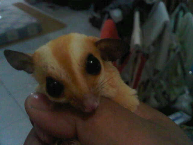 hibah sugar glider 150rb