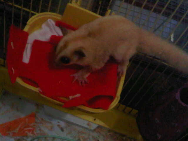 hibah sugar glider 150rb