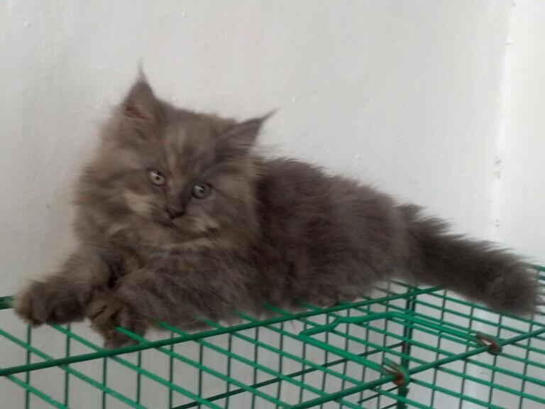 Kitten Jantan 3 bulan