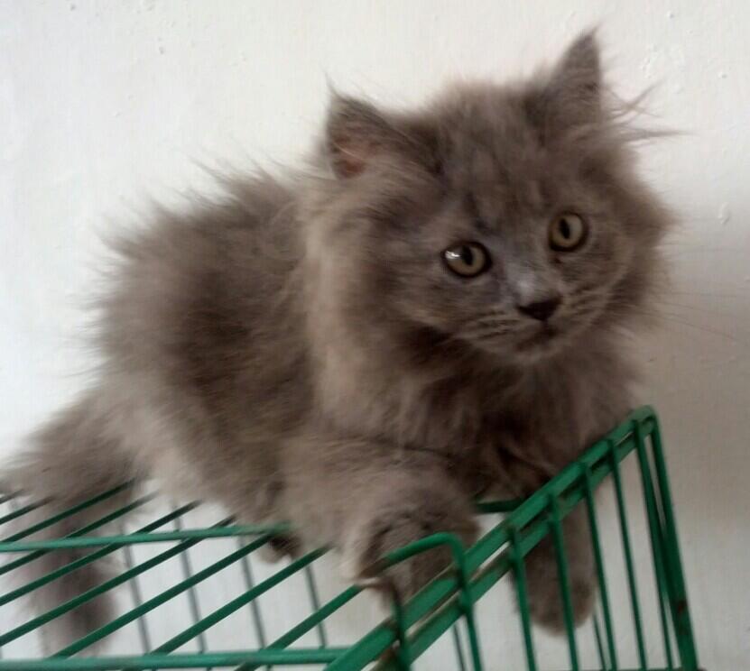 Jual Kitten Jantan Blacksmoke